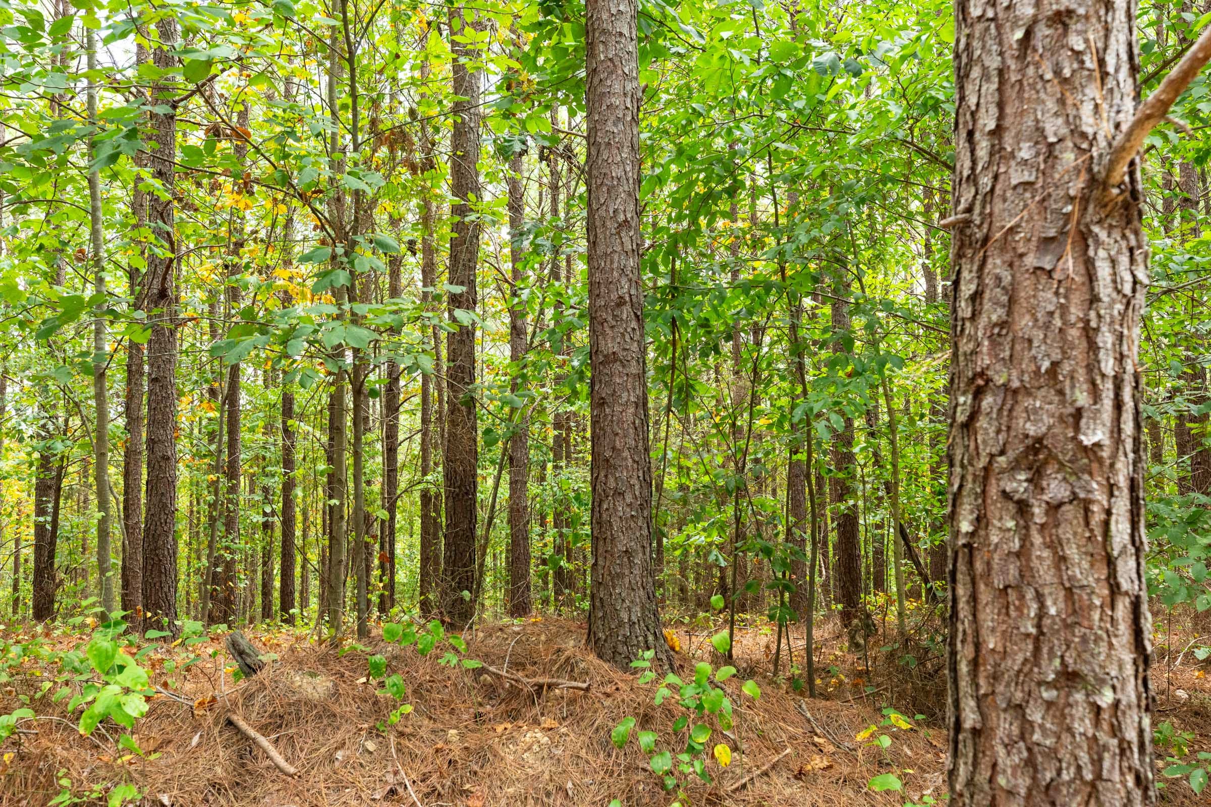 Harvest Ridge Tract 3 photo 3