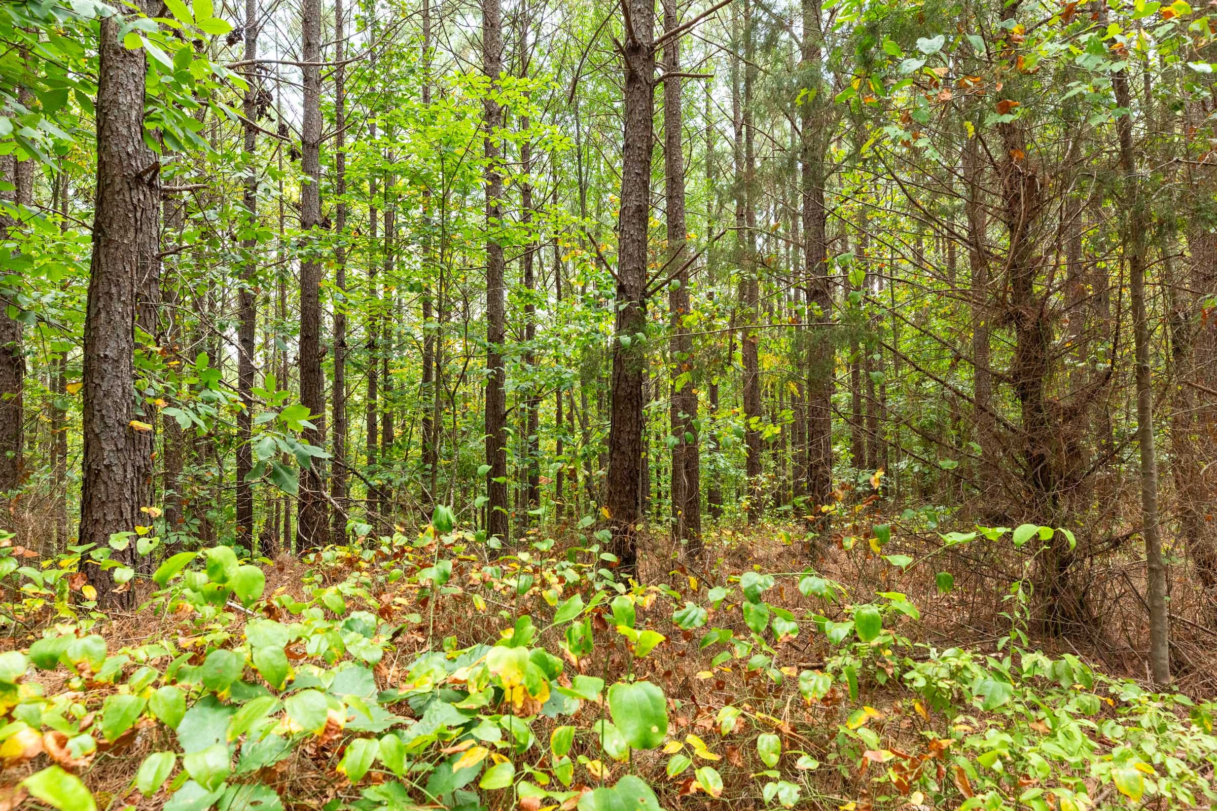Harvest Ridge Tract 3 photo 10