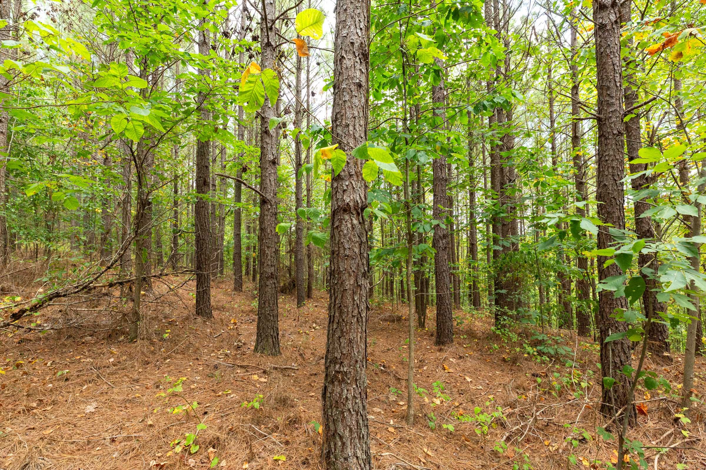 Harvest Ridge Tract 3 photo 9
