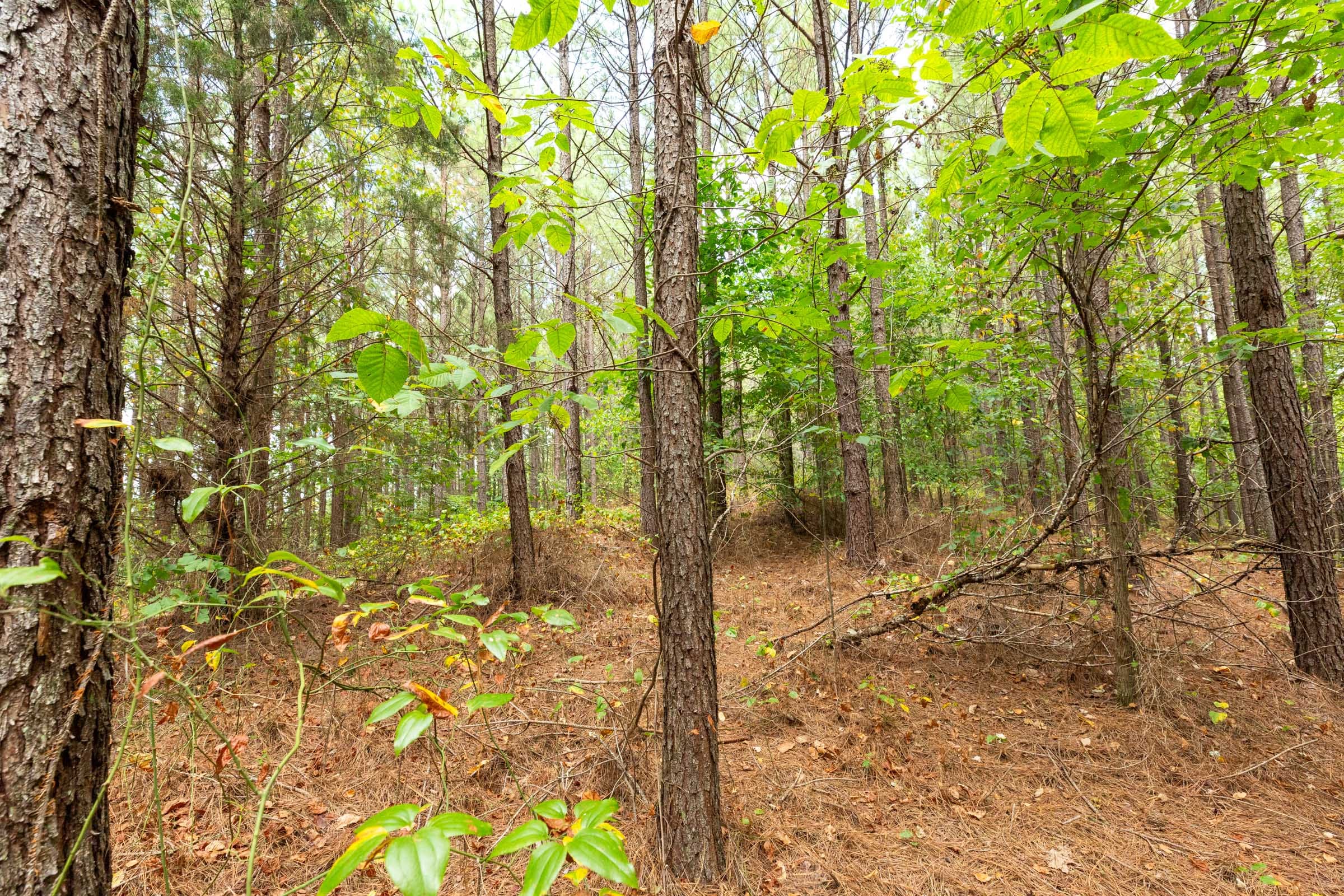 Harvest Ridge Tract 3 photo 11