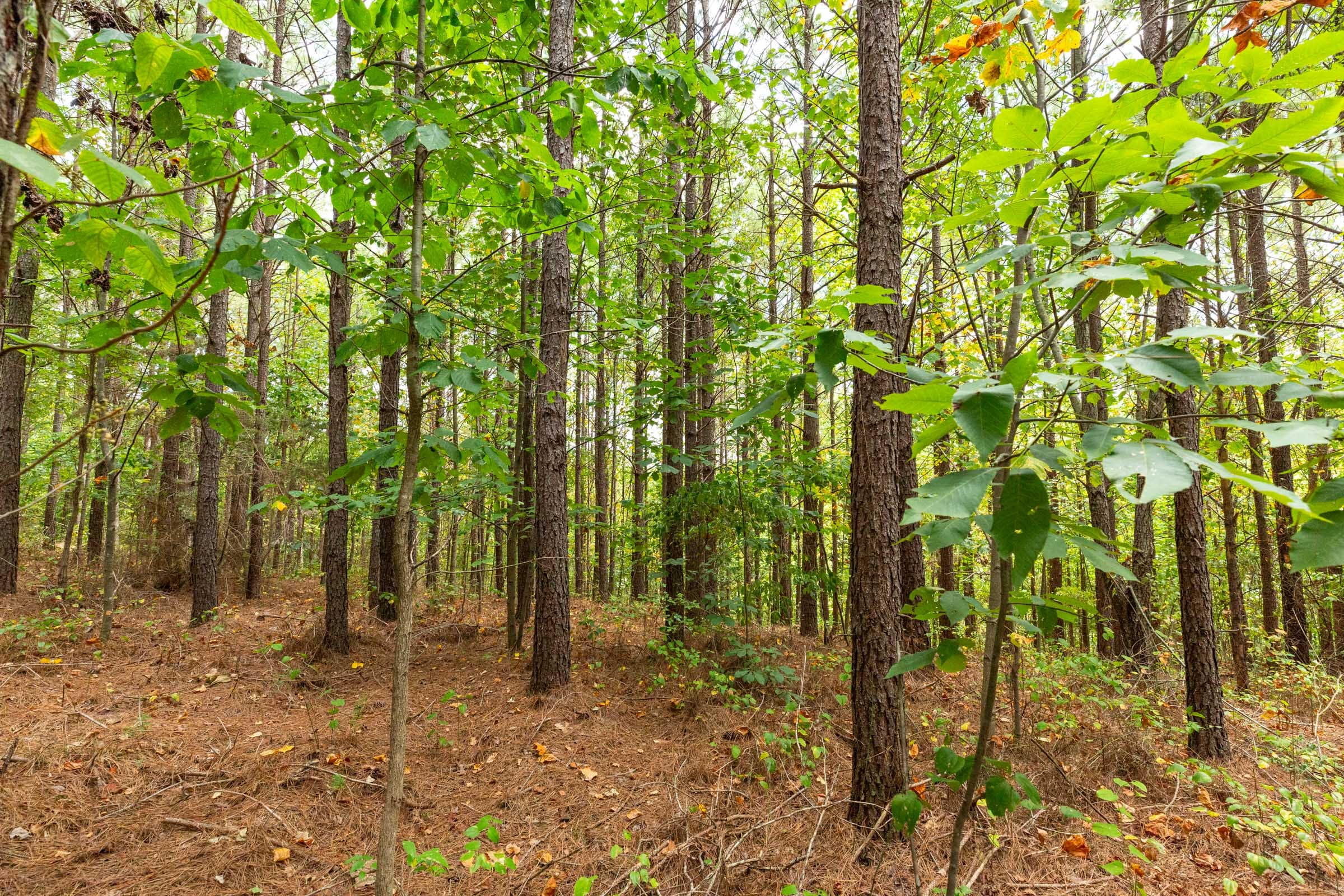 Harvest Ridge Tract 3 photo 12