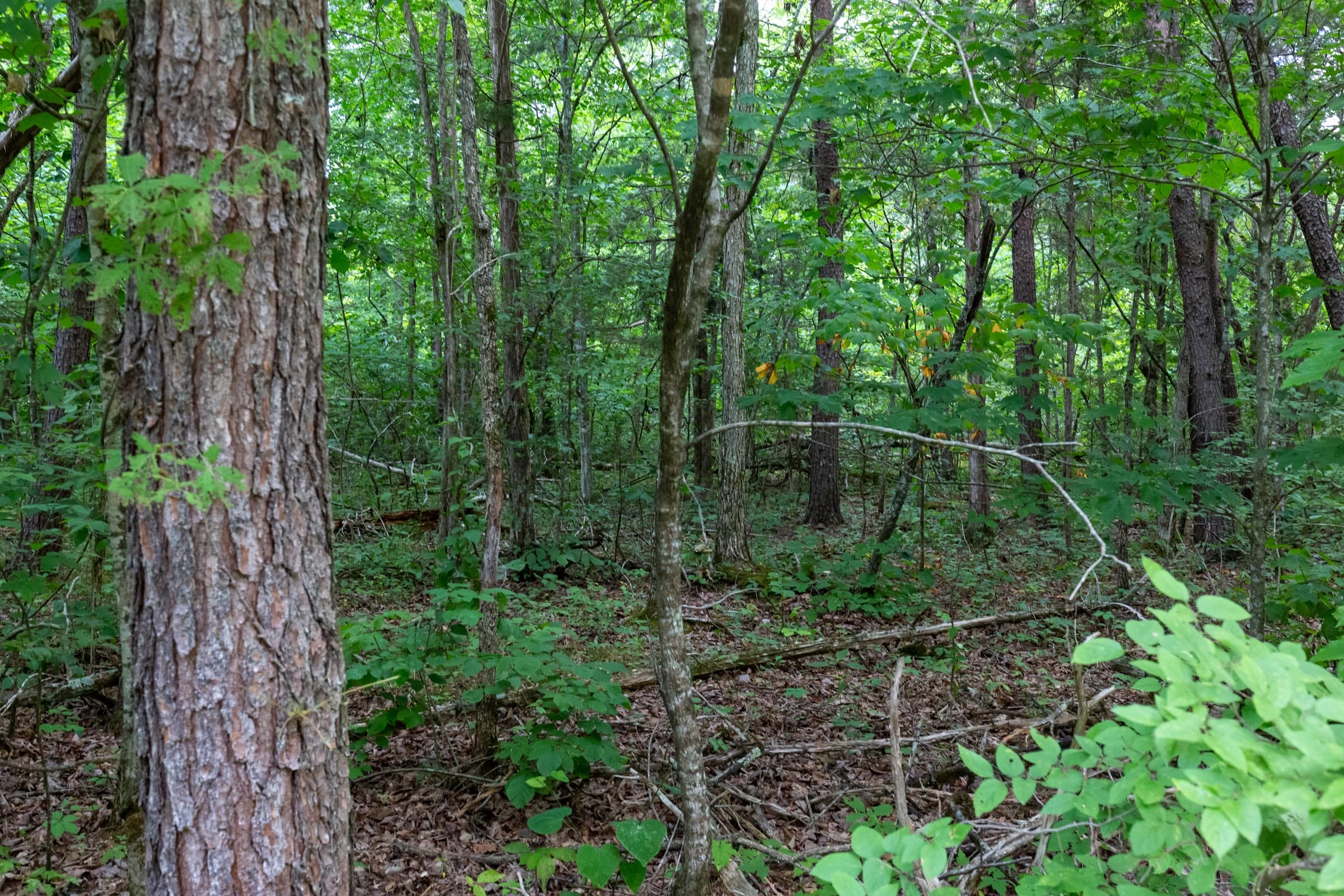Tucker Hollow Tract 4 photo 2
