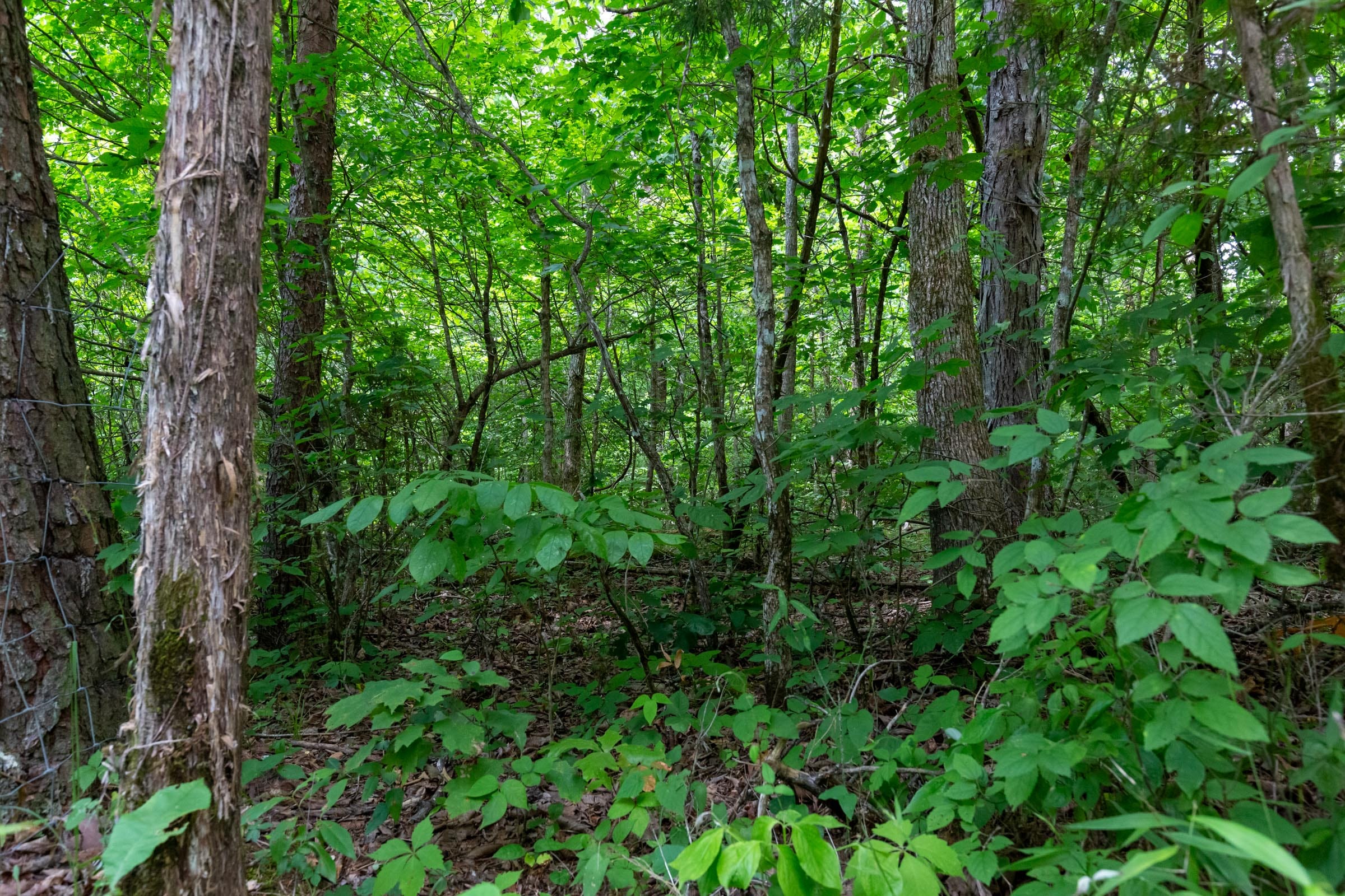 Tucker Hollow Tract 4 photo 4
