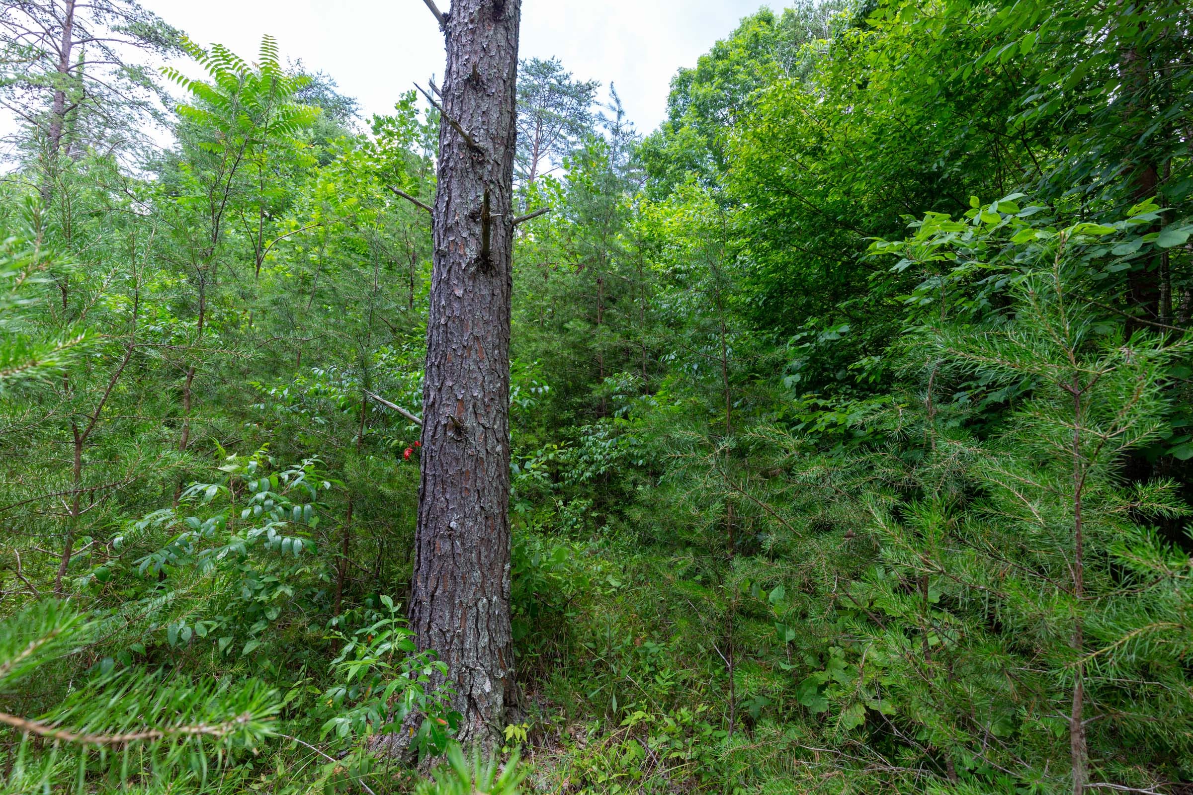 Tucker Hollow Tract 4 photo 3