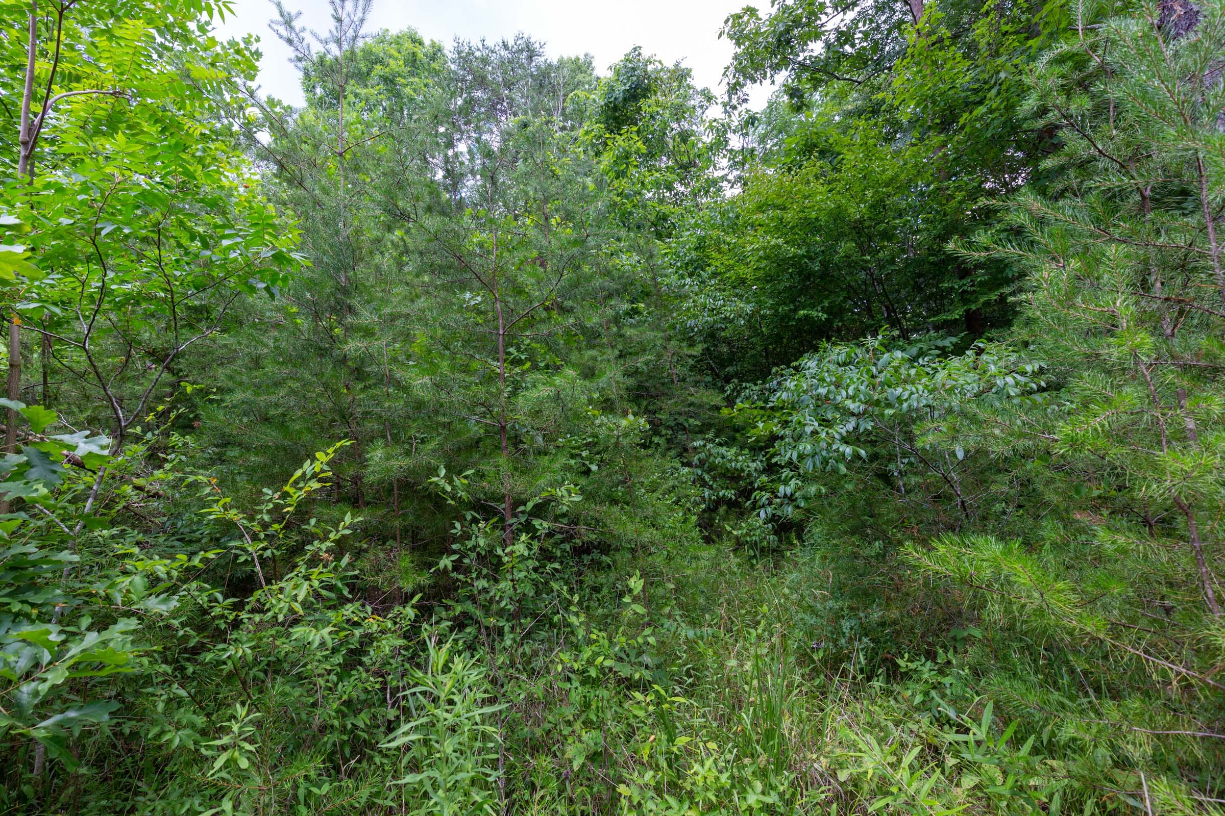 Tucker Hollow Tract 4 photo 6