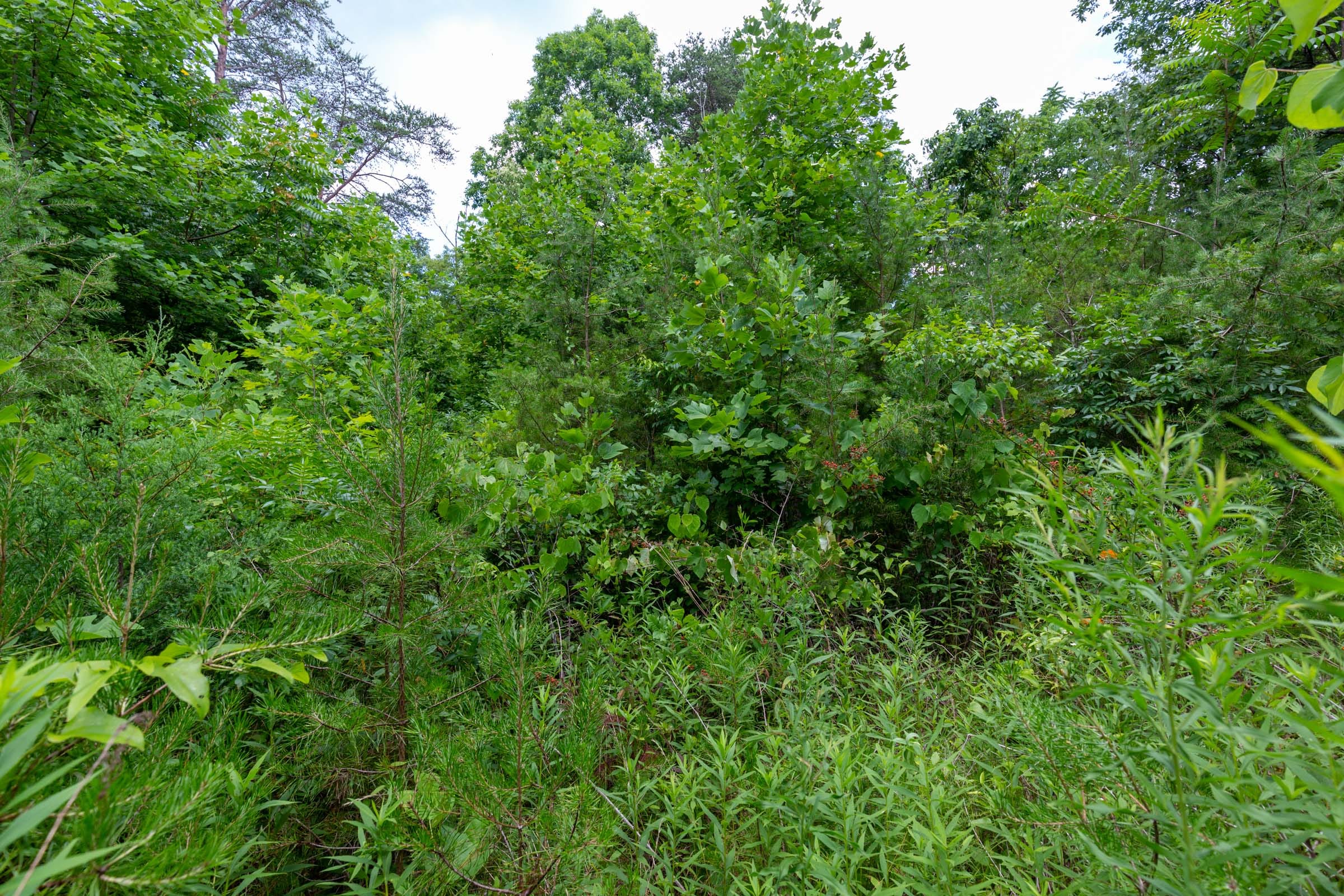 Tucker Hollow Tract 4 photo 7