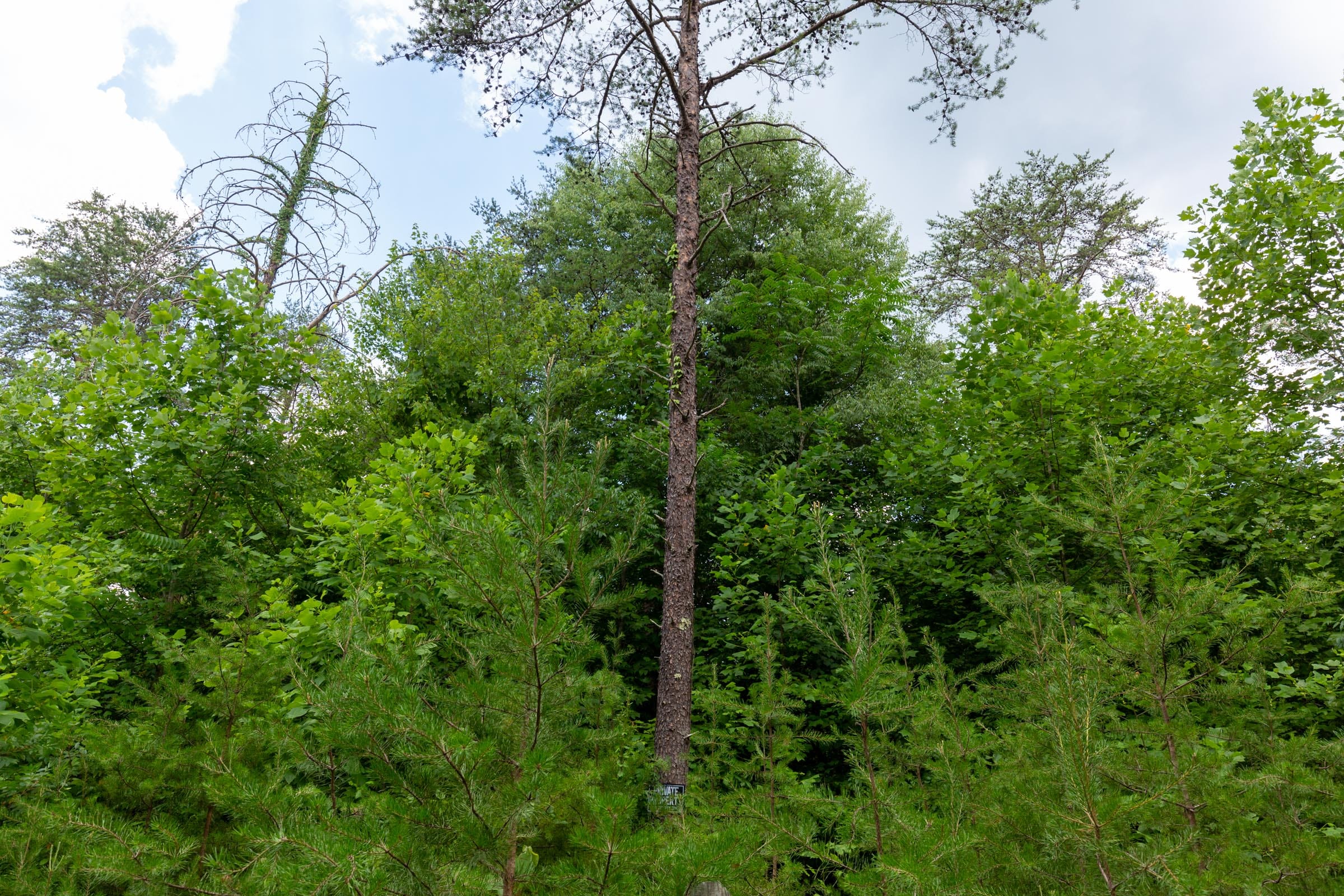 Tucker Hollow Tract 4 photo 10