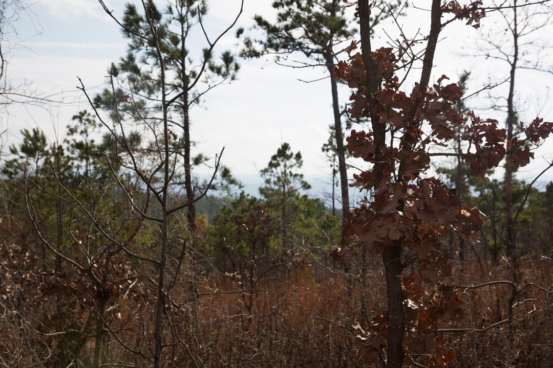 Stone Creek Phase III Tract 67 photo 5