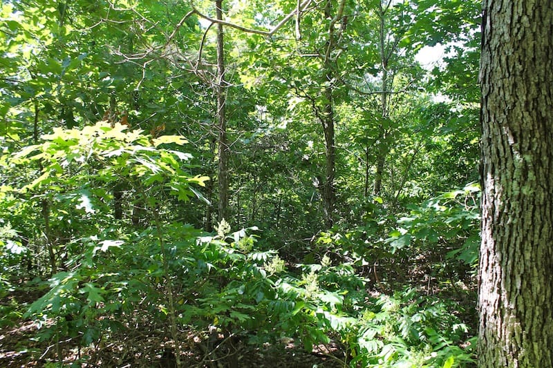 Green Mountain Ranch Tract 50 photo 2
