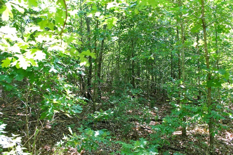 Green Mountain Ranch Tract 50 photo 3