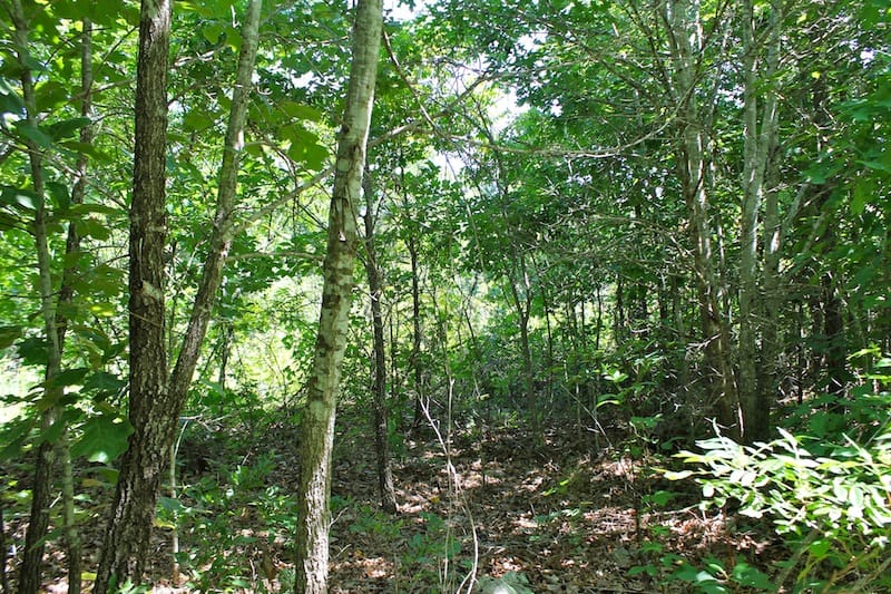 Green Mountain Ranch Tract 50 photo 4