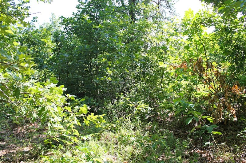 Green Mountain Ranch Tract 50 photo 5