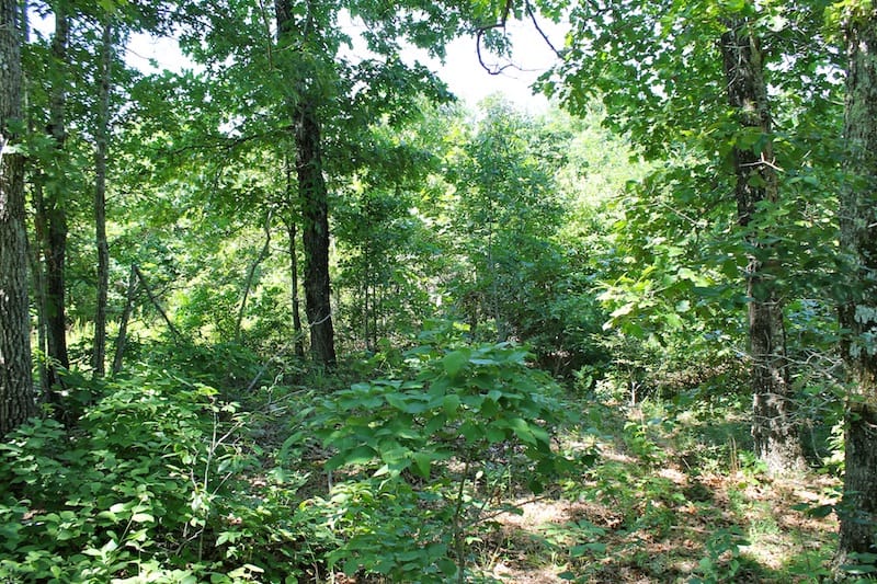 Green Mountain Ranch Tract 50 photo 6