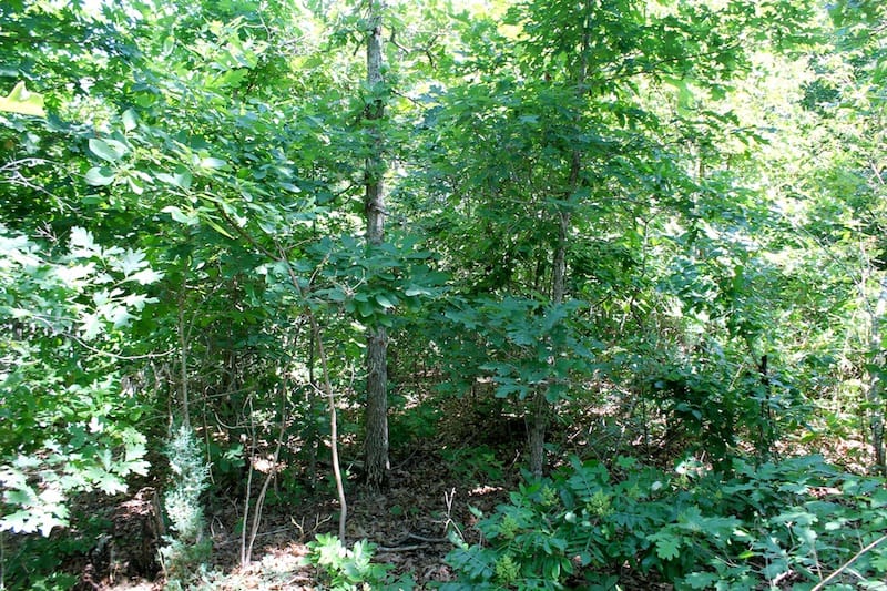 Green Mountain Ranch Tract 50 photo 7