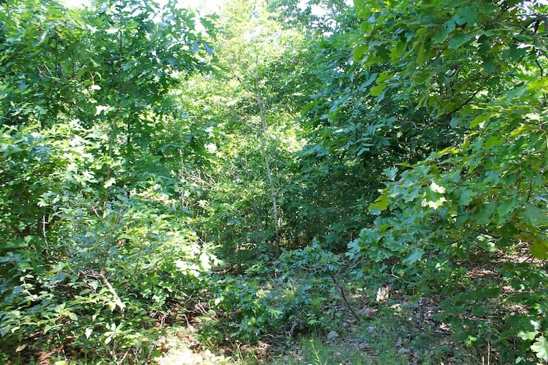 Green Mountain Ranch Tract 50 photo 8