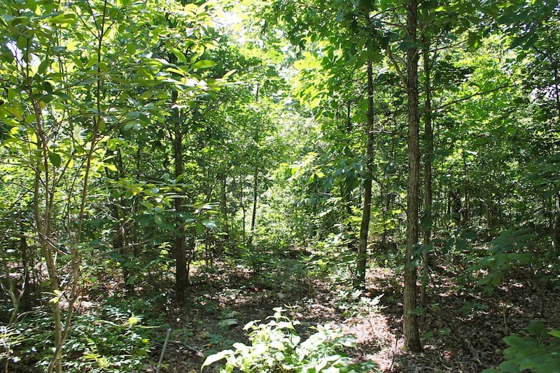 Green Mountain Ranch Tract 50 photo 10