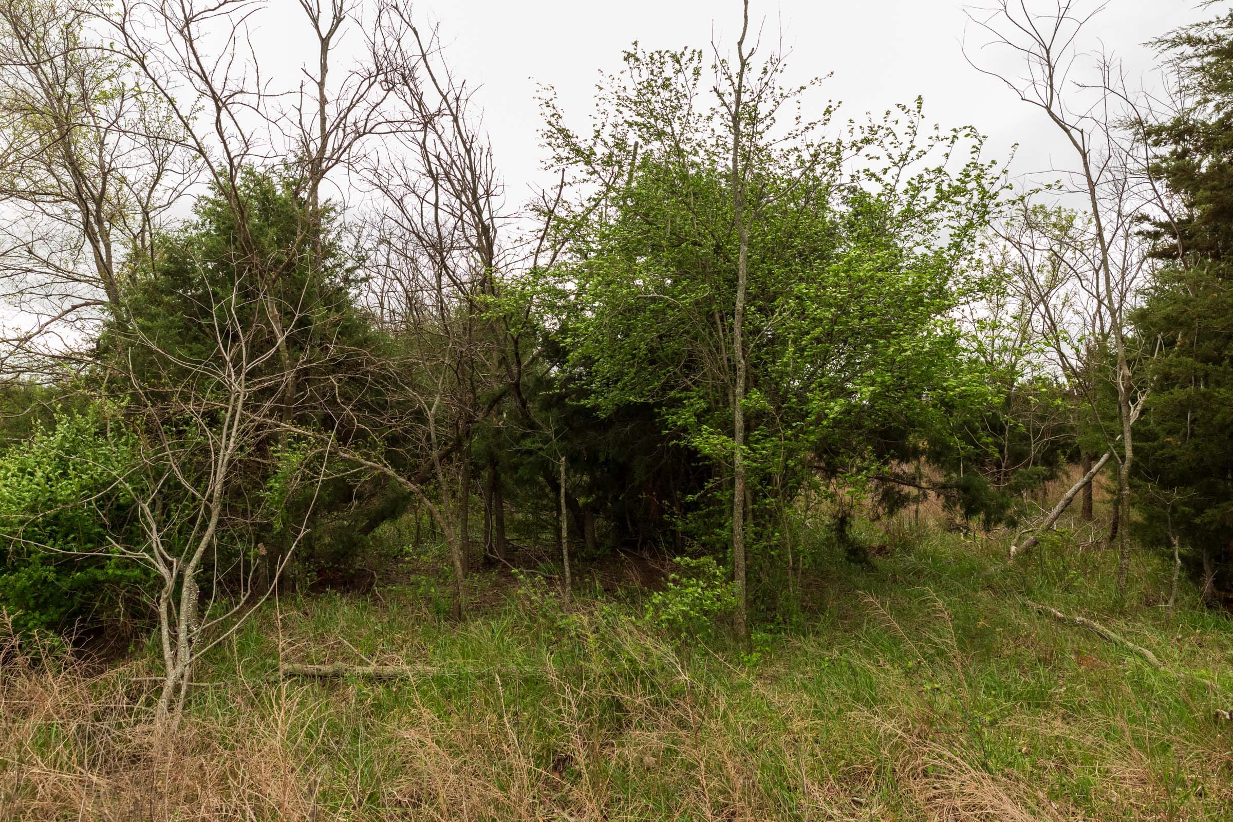 Moonrise Meadows Tract 16 photo 7