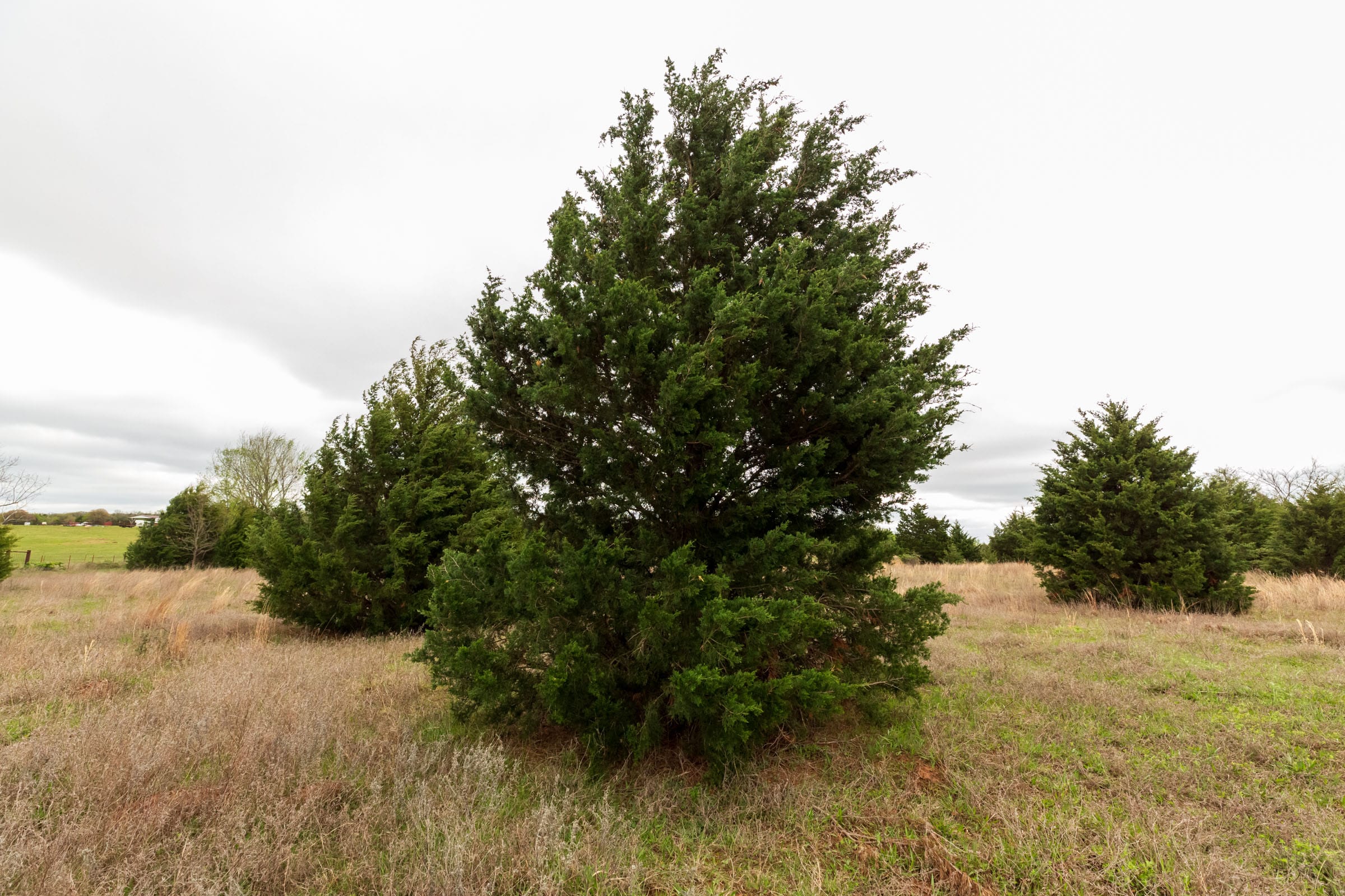 Moonrise Meadows Tract 16 photo 8
