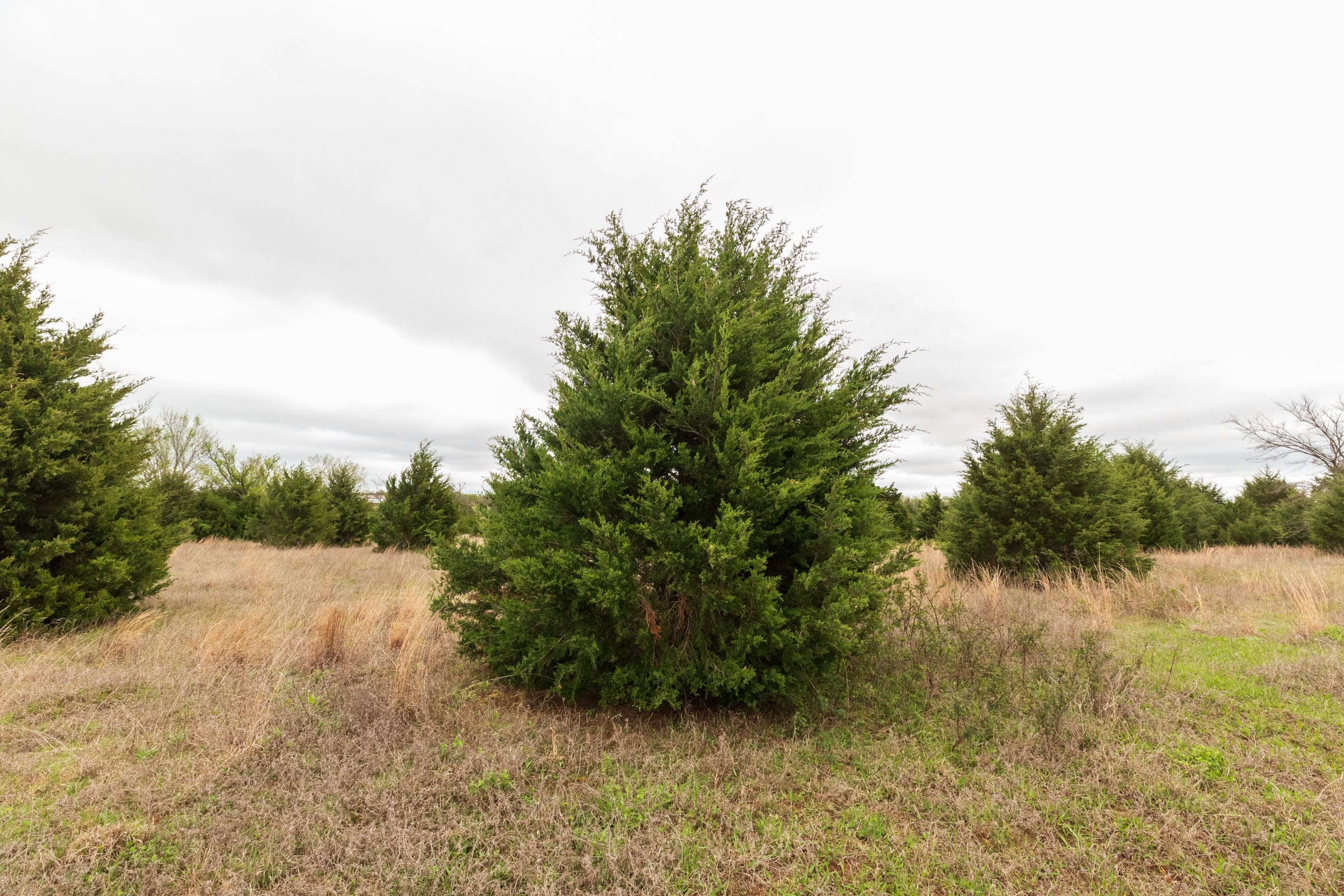 Moonrise Meadows Tract 16 photo 10