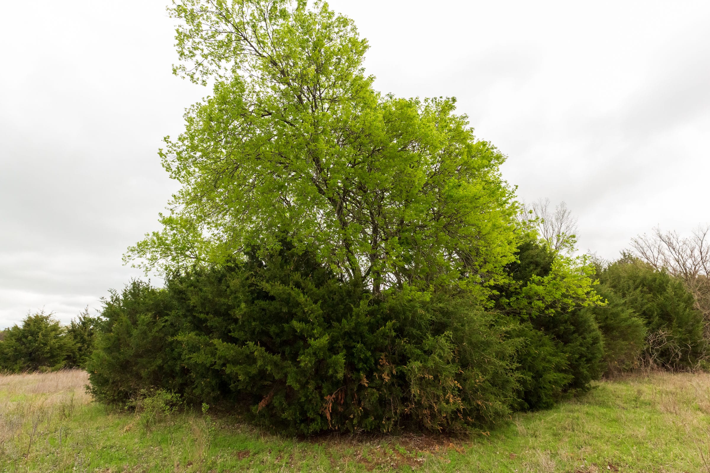 Moonrise Meadows Tract 16 photo 3
