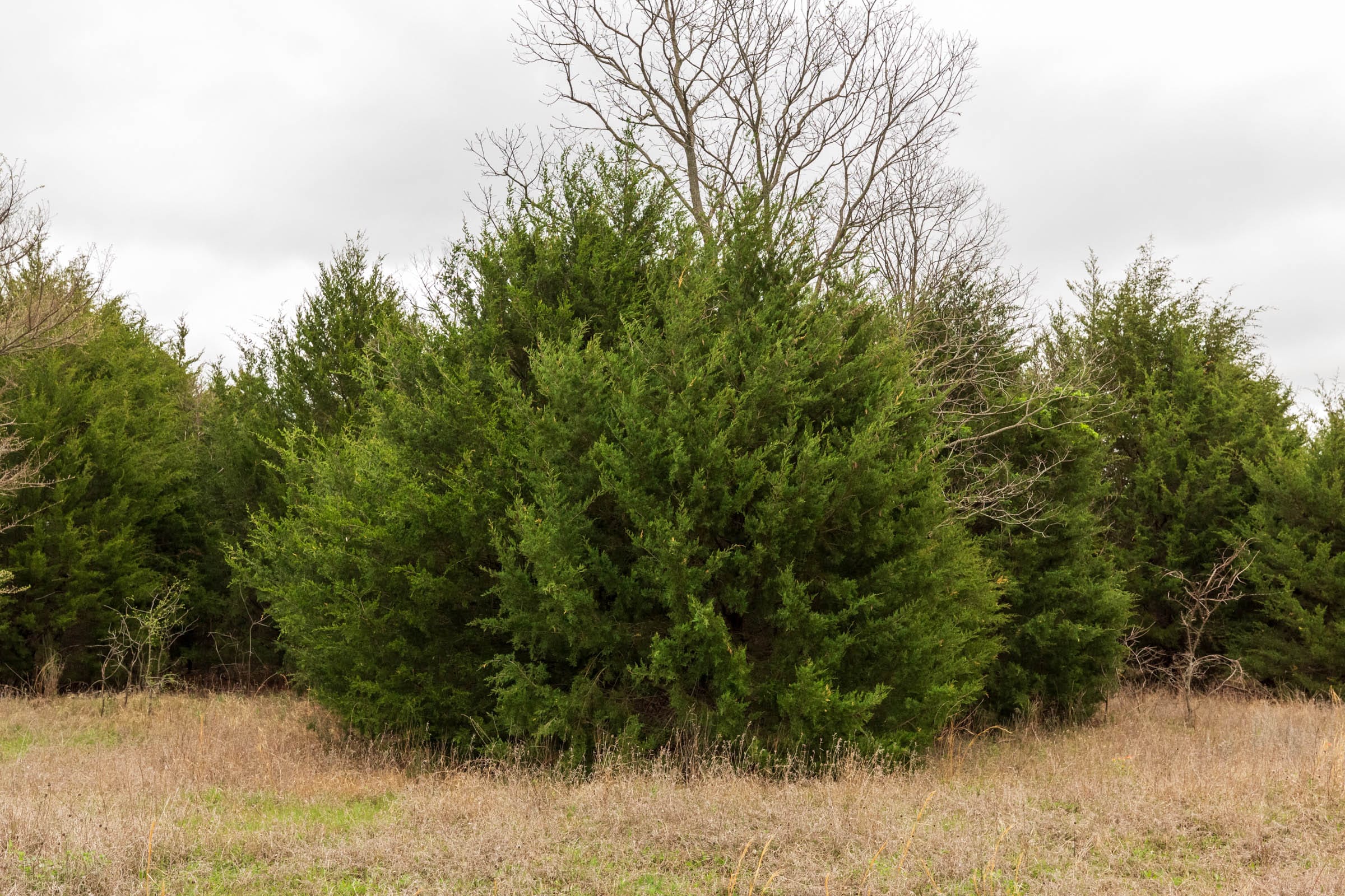 Moonrise Meadows Tract 16 photo 12