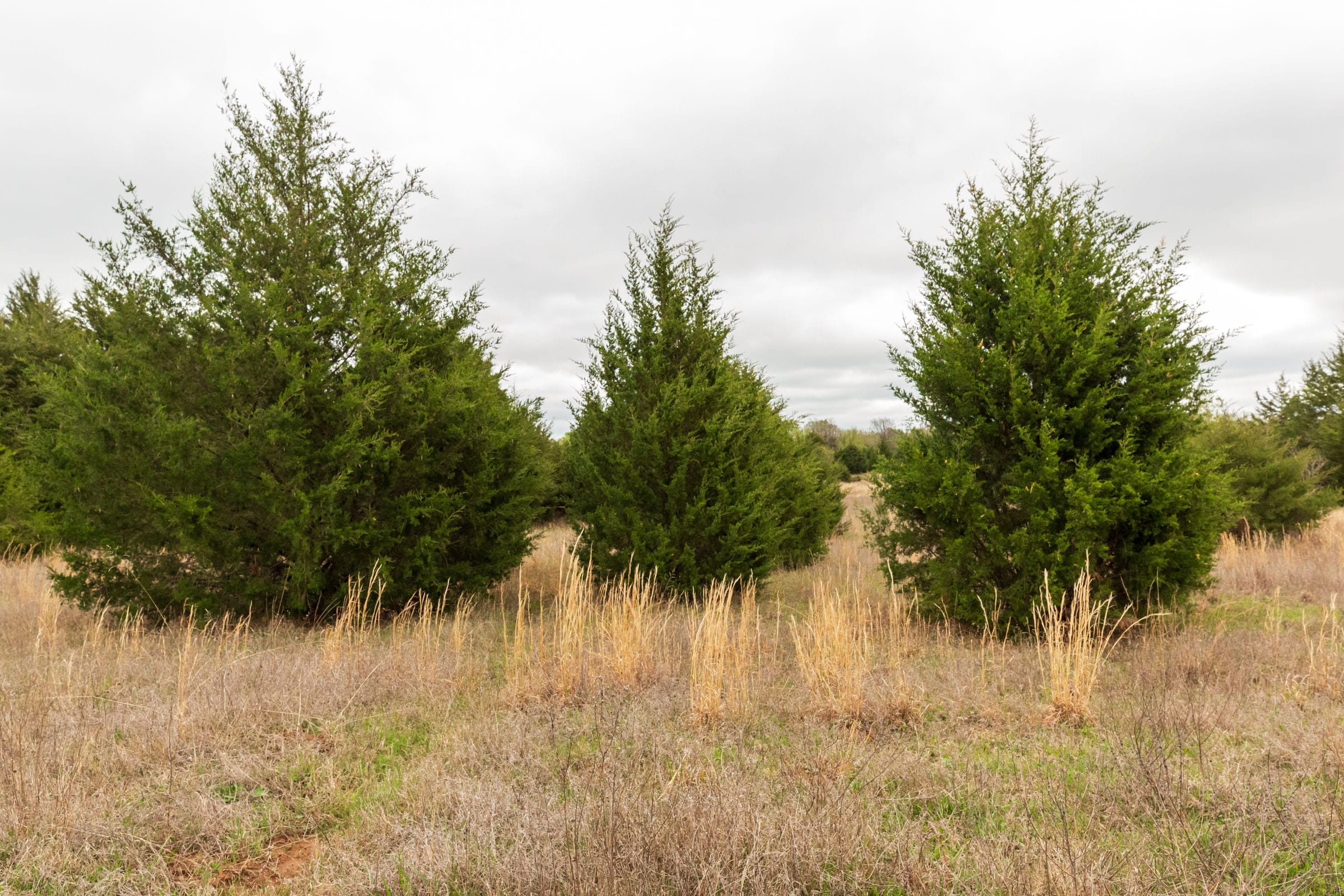 Moonrise Meadows Tract 16 photo 15