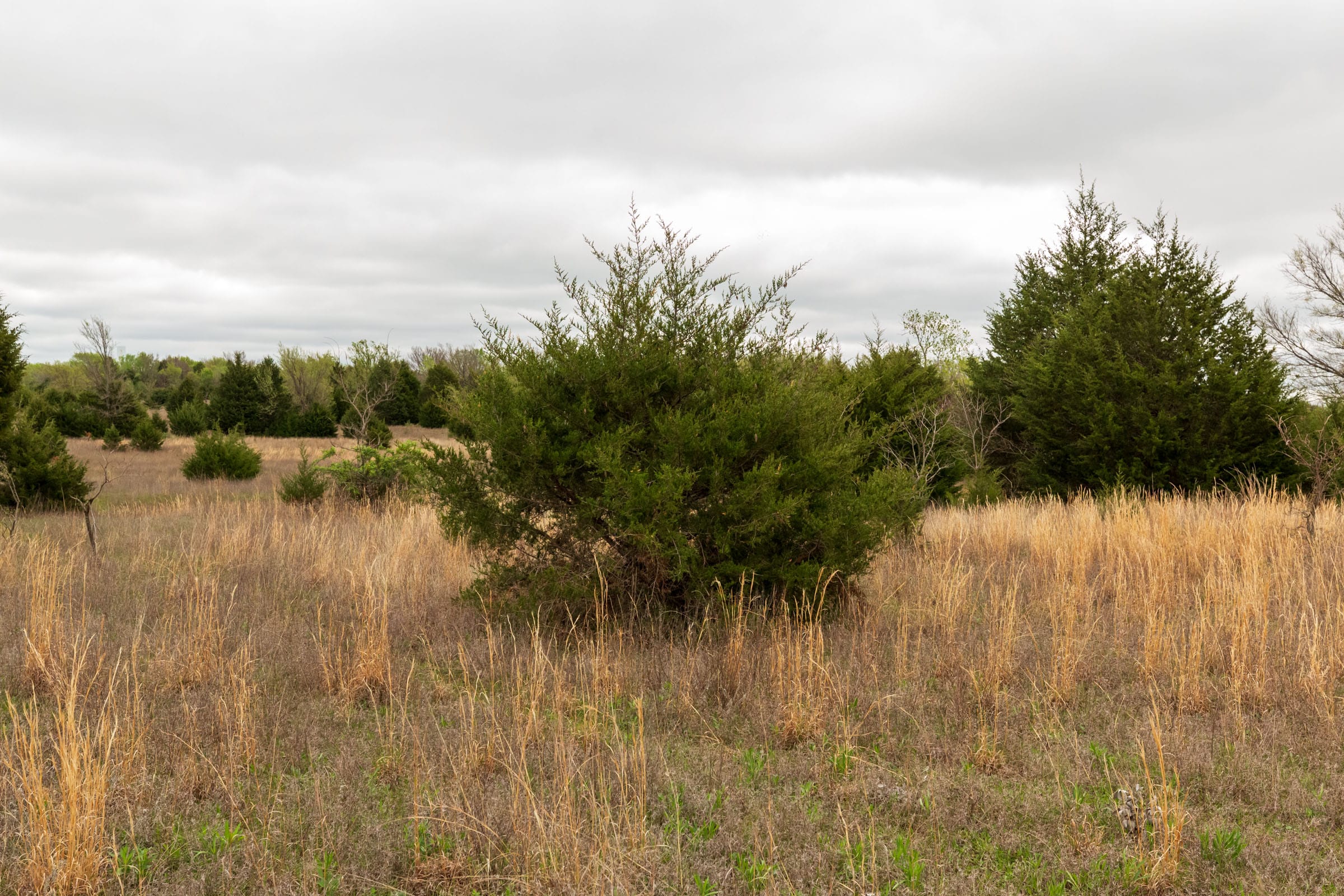 Moonrise Meadows Tract 16 photo 14
