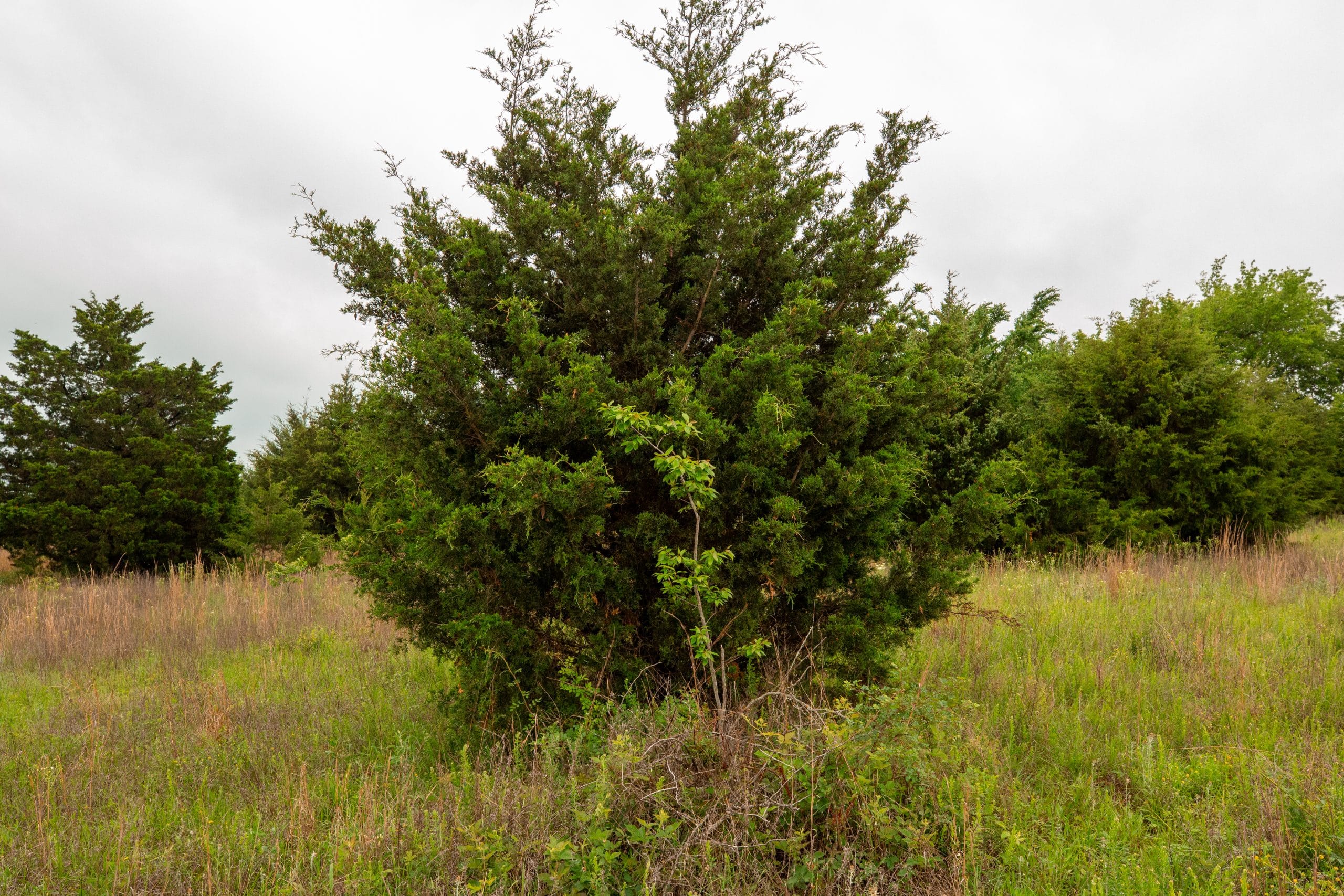 Moonrise Meadows Tract 16 photo 4