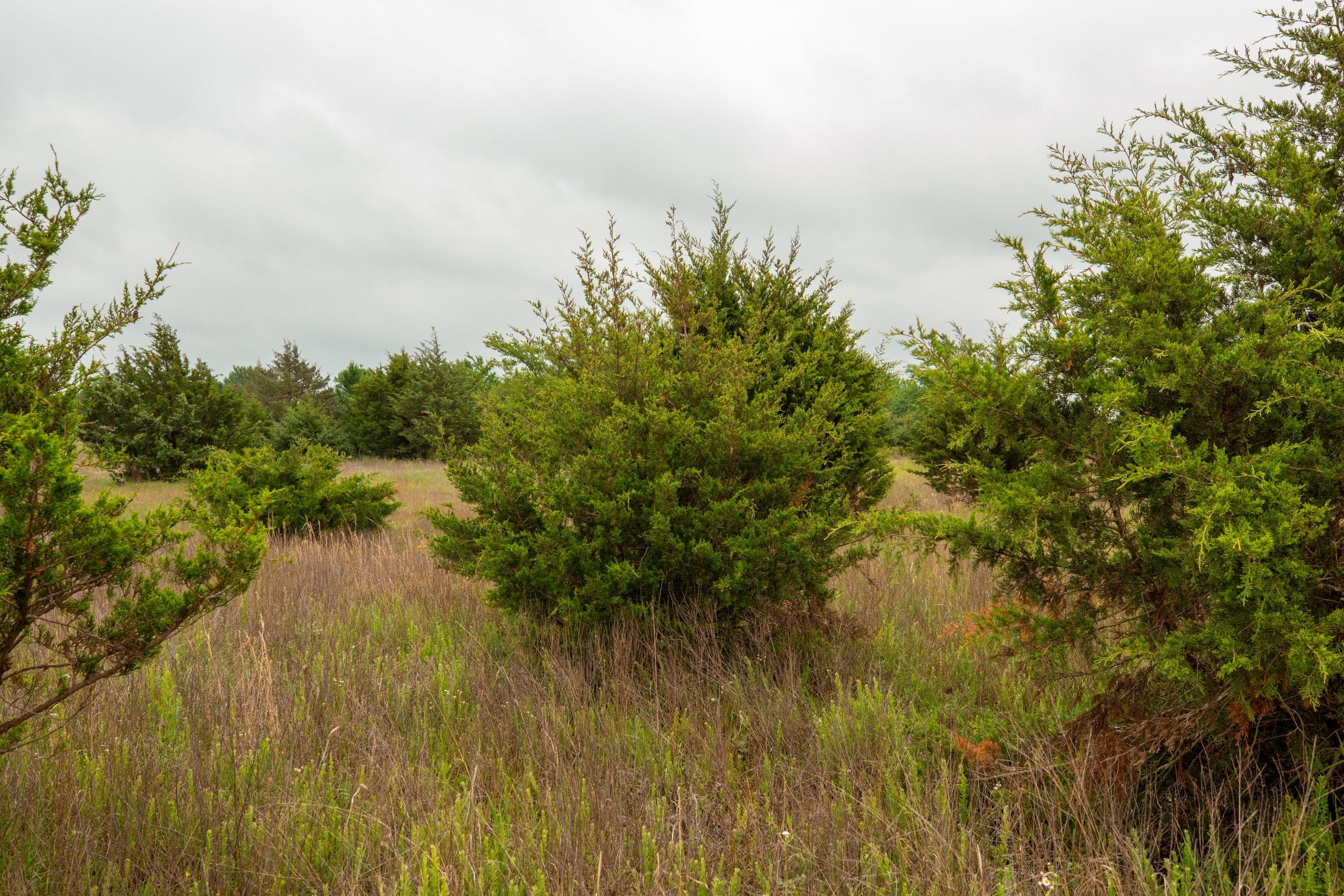 Moonrise Meadows Tract 16 photo 20