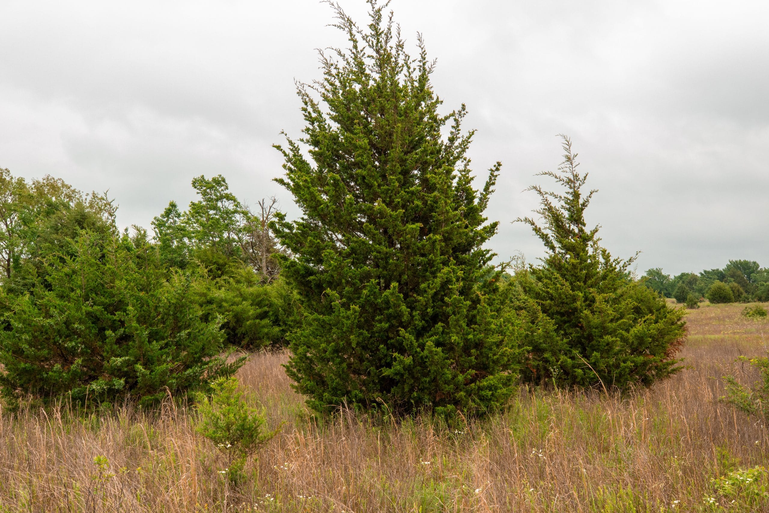 Moonrise Meadows Tract 16 photo 21