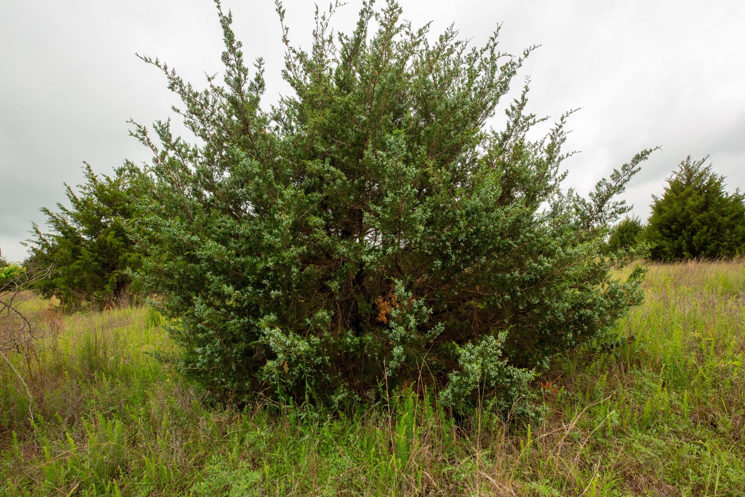 Moonrise Meadows Tract 16 photo 18
