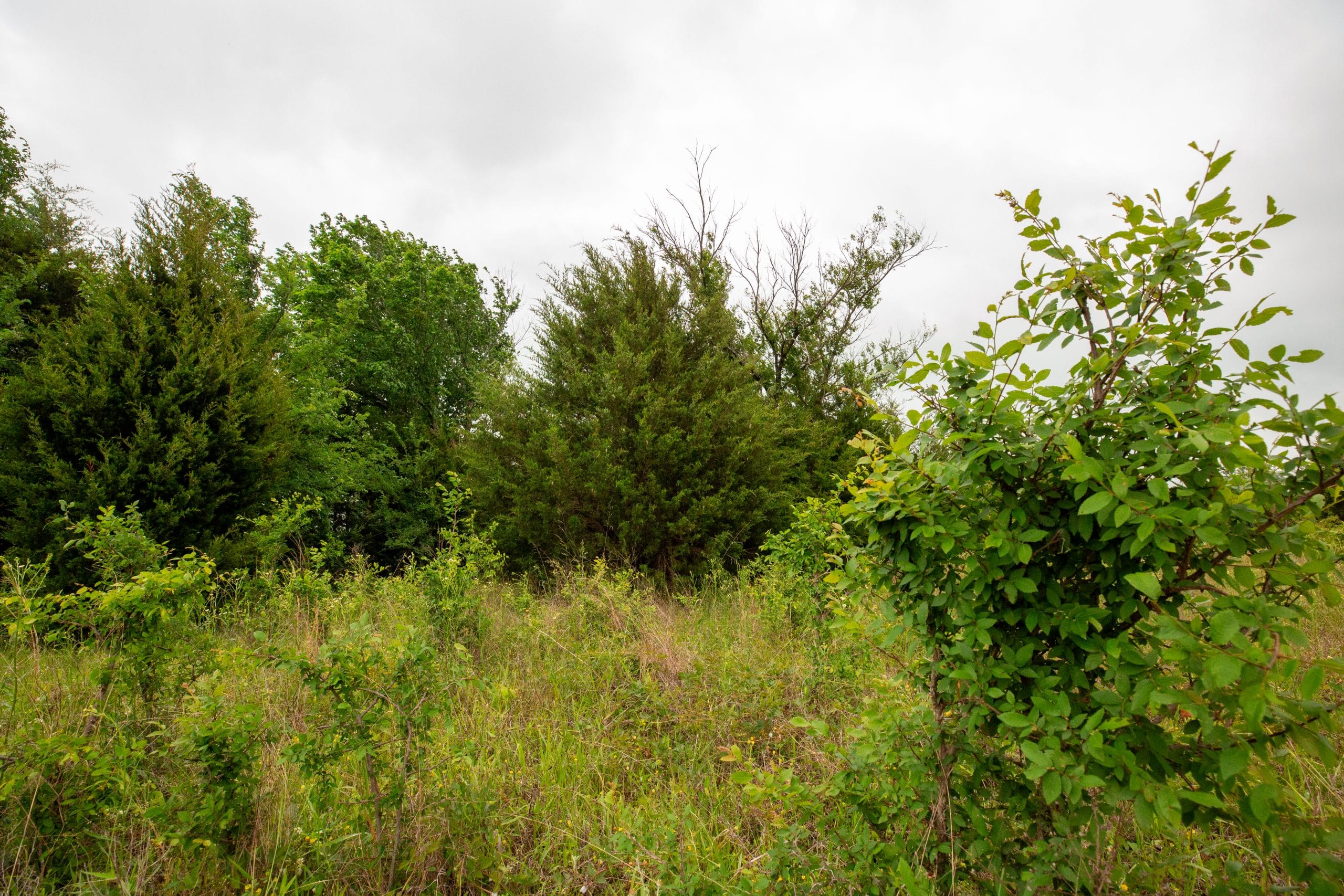 Moonrise Meadows Tract 16 photo 13