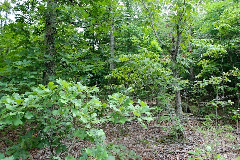 Green Mountain Ranch Tract 46 photo 2