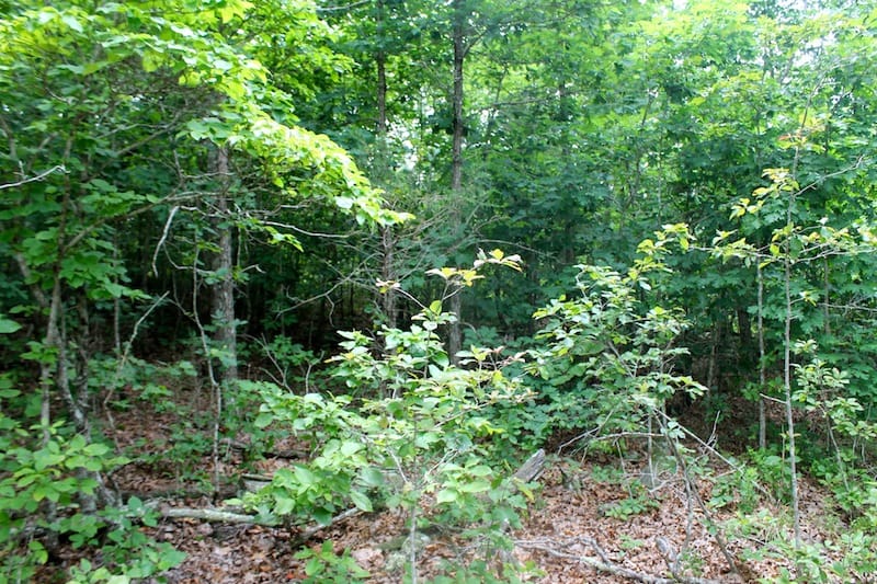 Green Mountain Ranch Tract 46 photo 3