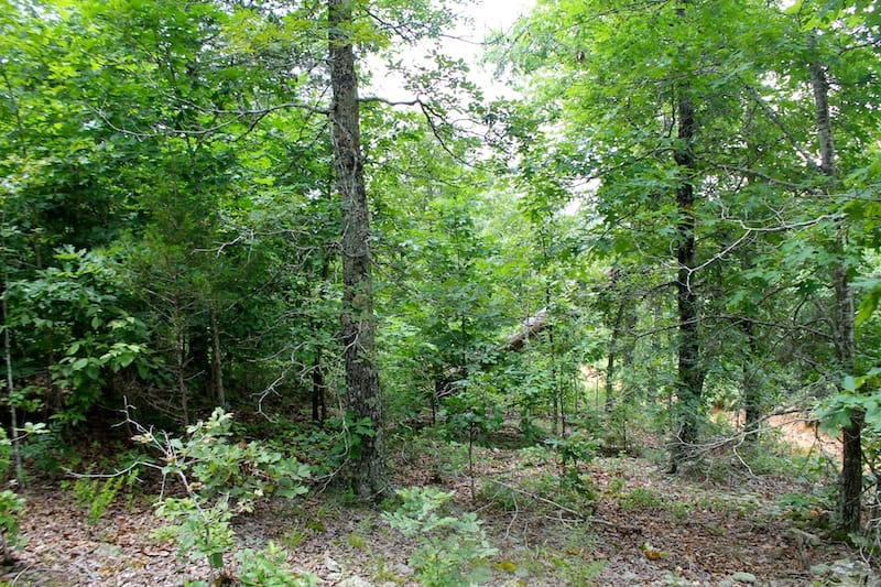 Green Mountain Ranch Tract 46 photo 4