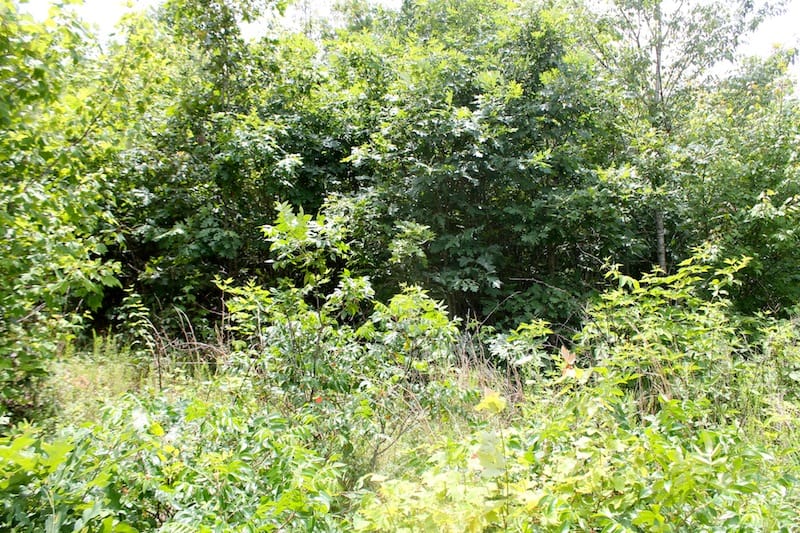 Green Mountain Ranch Tract 46 photo 5