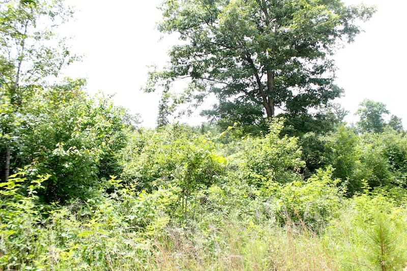 Green Mountain Ranch Tract 46 photo 6
