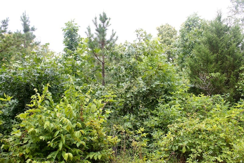 Green Mountain Ranch Tract 46 photo 9
