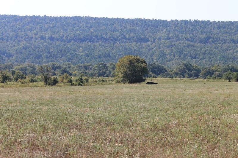 Daisy Meadows Tract 26 photo 3