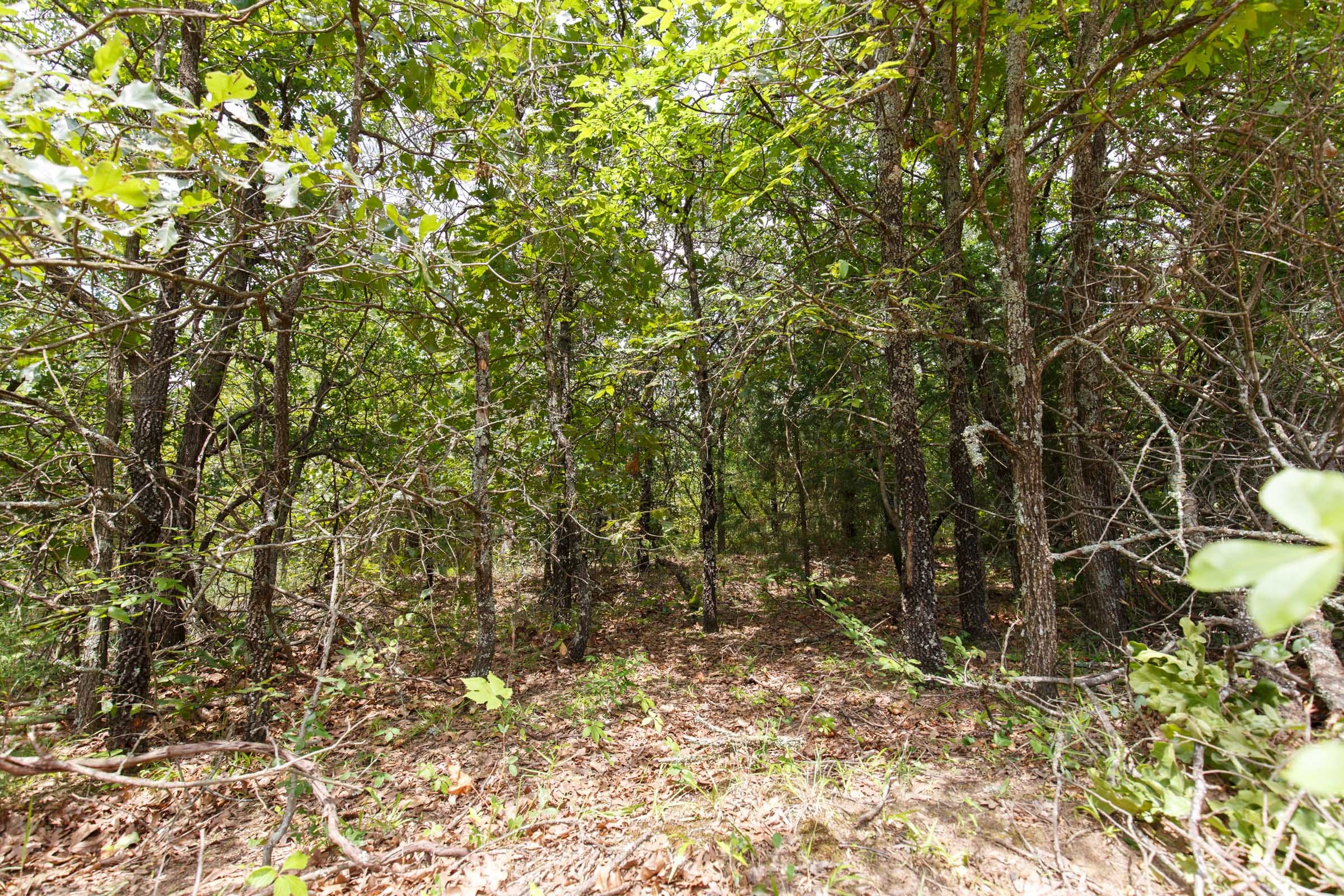 Timber Ridge Tract 3 photo 4