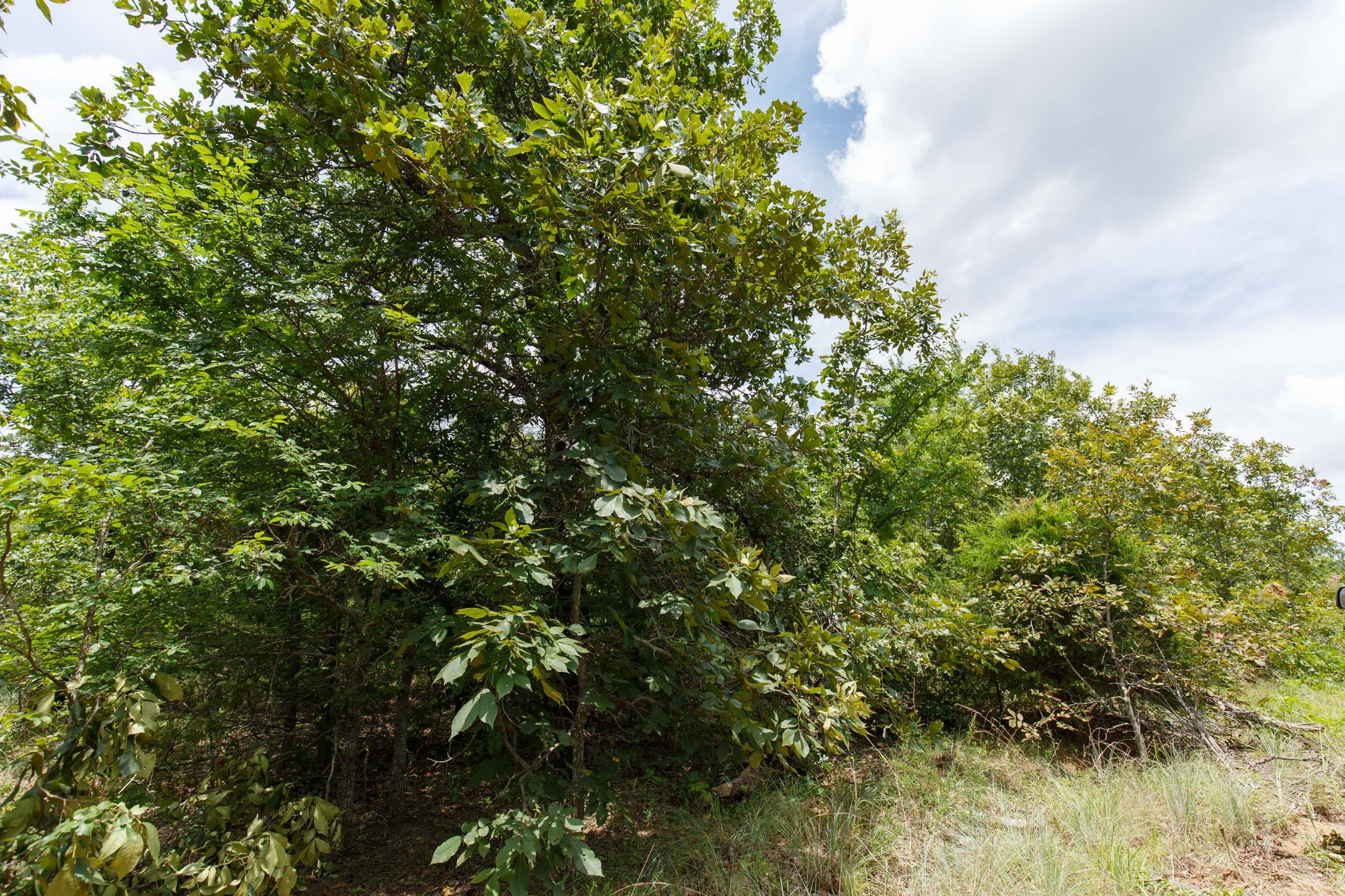 Timber Ridge Tract 3 photo 5
