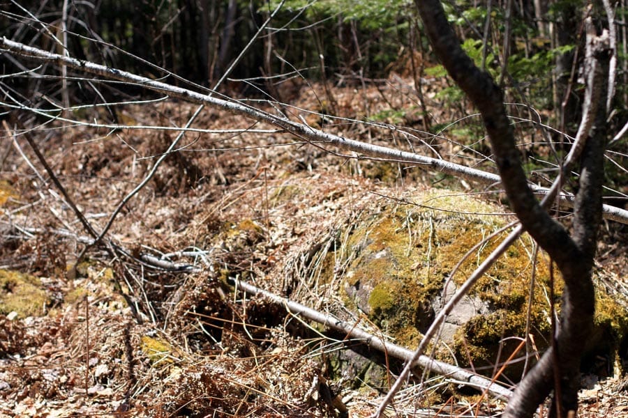 Pleasant Ridge Ranch Tract 1 photo 3