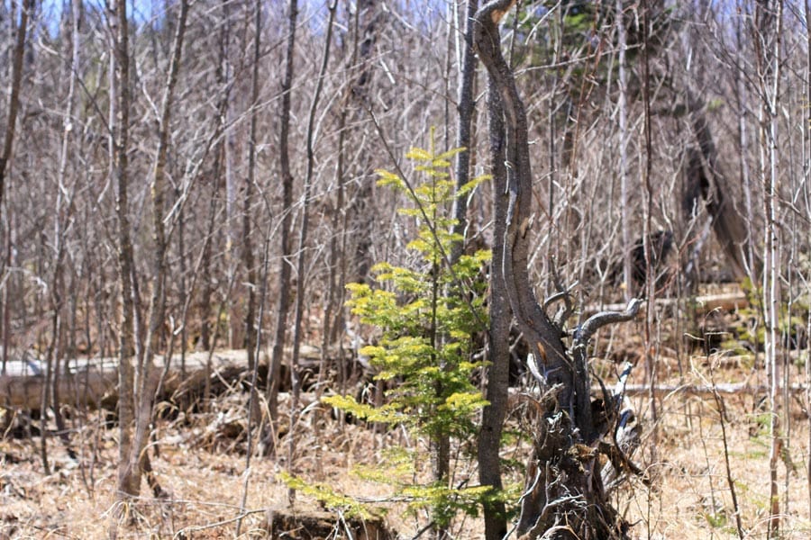 Pleasant Ridge Ranch Tract 1 photo 6