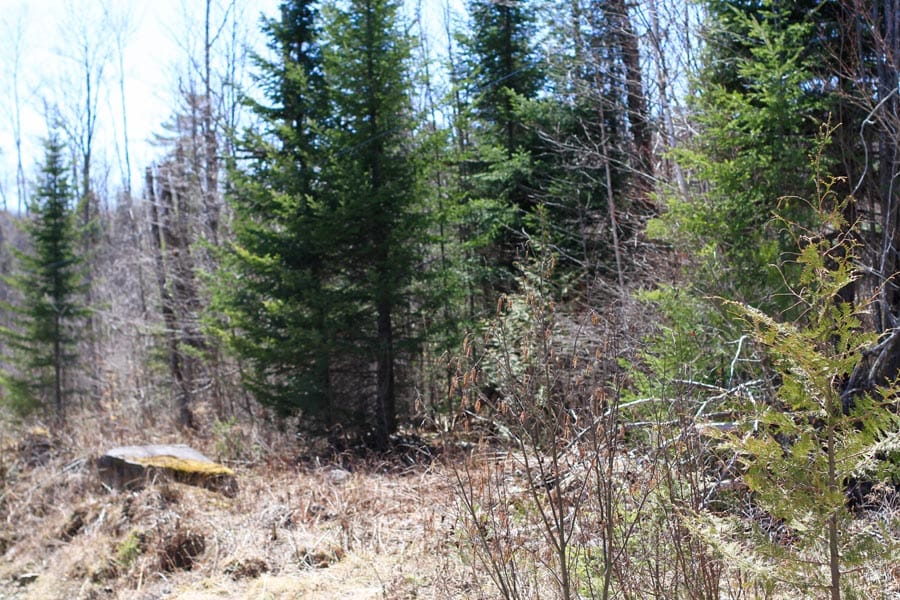 Pleasant Ridge Ranch Tract 1 photo 7