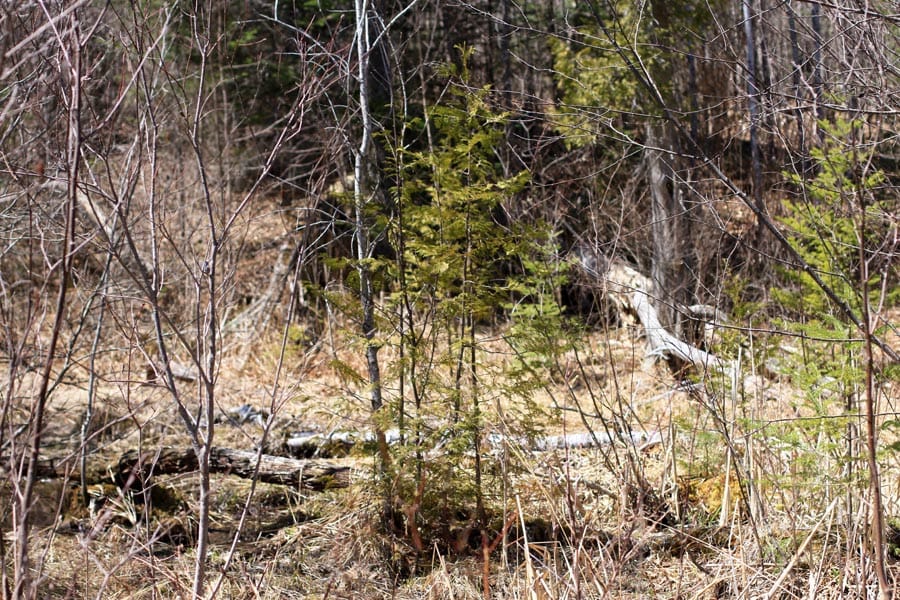 Pleasant Ridge Ranch Tract 1 photo 8