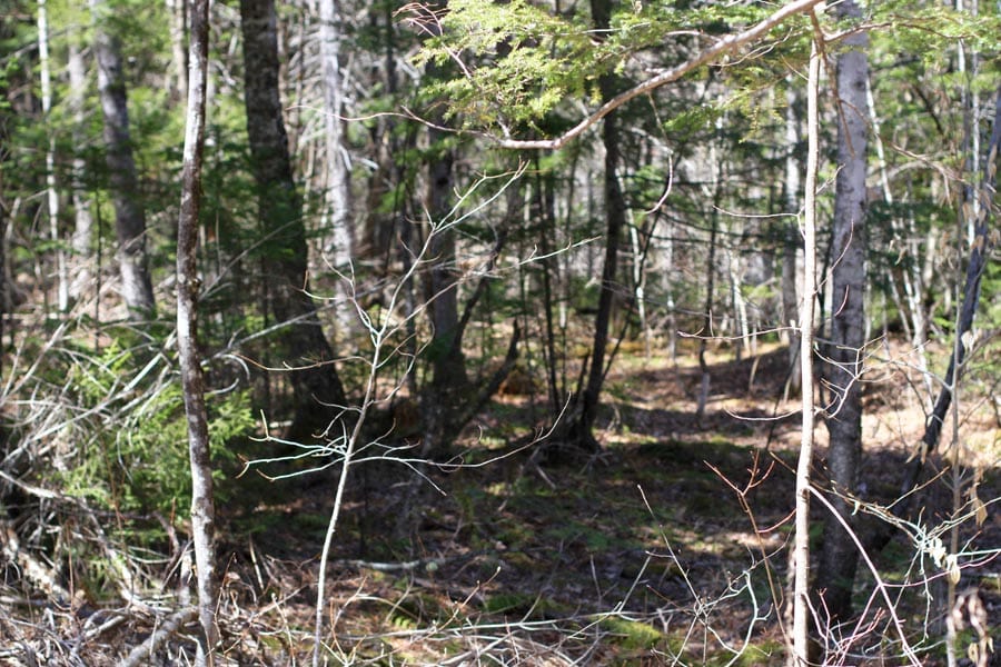 Pleasant Ridge Ranch Tract 1 photo 9