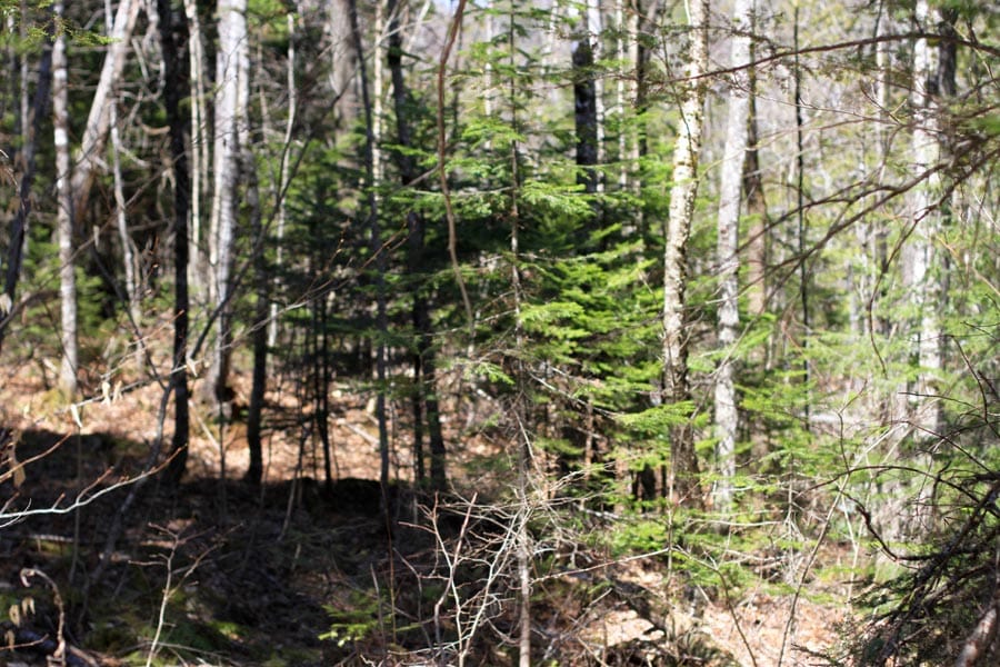 Pleasant Ridge Ranch Tract 1 photo 10