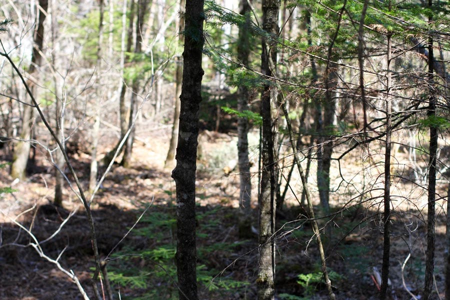 Pleasant Ridge Ranch Tract 1 photo 14