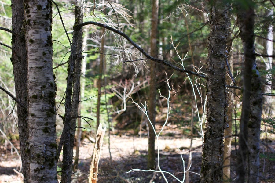 Pleasant Ridge Ranch Tract 1 photo 16