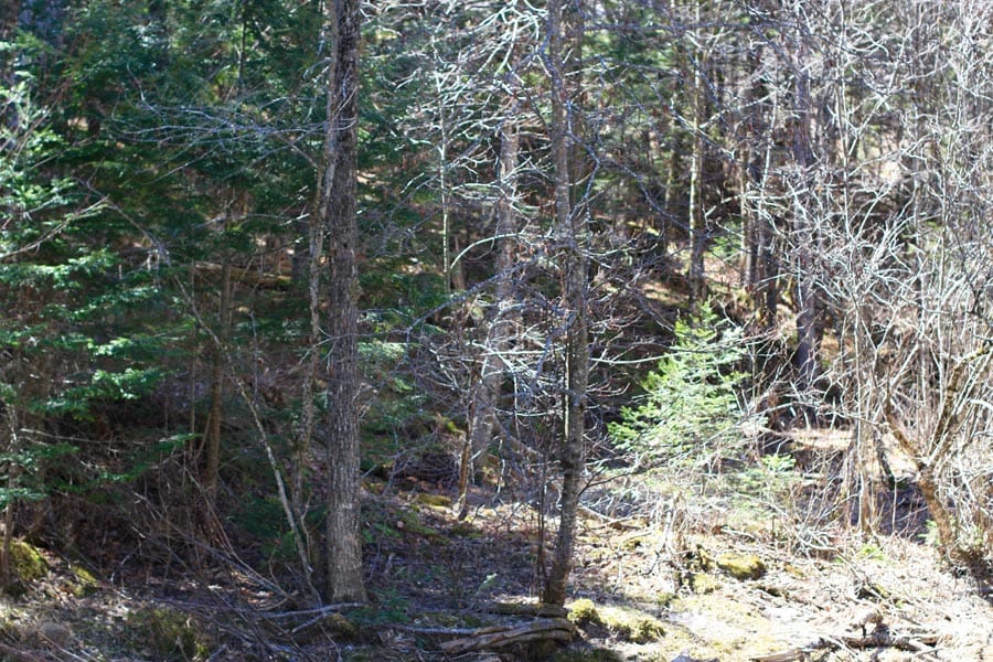 Pleasant Ridge Ranch Tract 1 photo 28